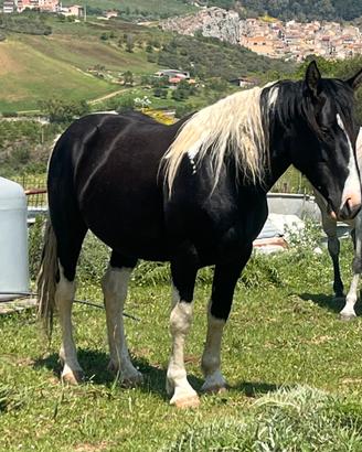 Cavallo