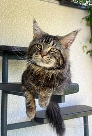Maine Coon con Pedigree per monta