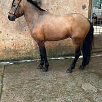 Pony intero razza spagnola