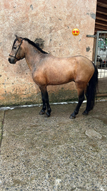 Pony intero razza spagnola