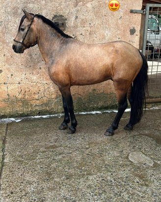 Pony intero razza spagnola