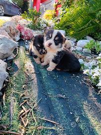 Welsh Corgi Pembroke