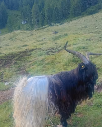 Becchi capra vallesana