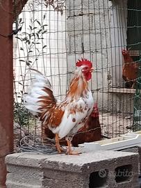 gallo