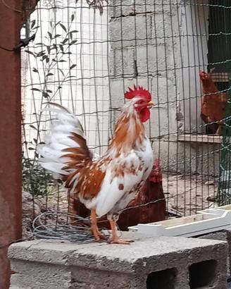 gallo