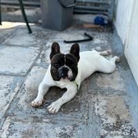Bulldog francese