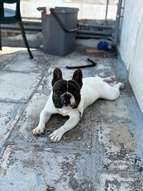 Bulldog francese