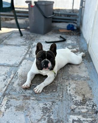 Bulldog francese