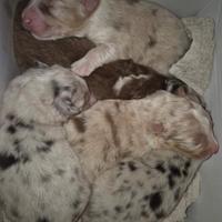 Cuccioli di pastore australiano