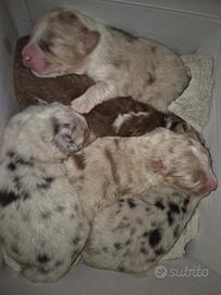 Cuccioli di pastore australiano