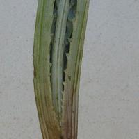 Piante grosse del carciofo bianco di Pertosa