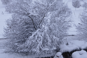 Lavarone/Folgaria febb-marzo 26: foto del 28.1