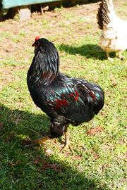 Gallo araucana inglese