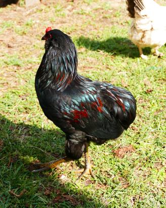 Gallo araucana inglese