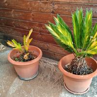 2 Cycas con vaso da 40