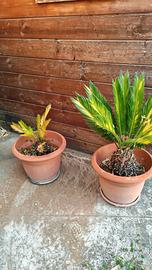 2 Cycas con vaso da 40