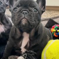 Bouledogue francese cucciolo