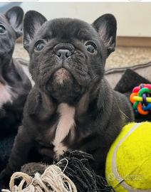 Bouledogue francese cucciolo