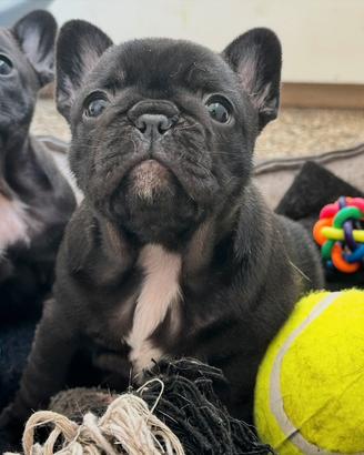 Bouledogue francese cucciolo