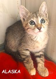 Alaska gattina di 3 mesi