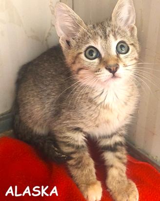 Alaska gattina di 3 mesi