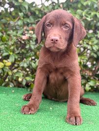 Labrador pedigree