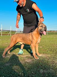Cane corso per monta accoppiamento