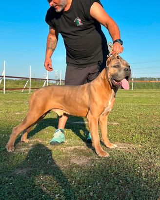 Cane corso per monta accoppiamento