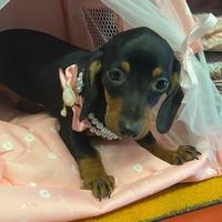 Cuccioli di bassotto-taglia piccola