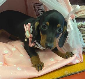 Cuccioli di bassotto-taglia piccola