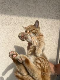 Gattino femmina arancione striato