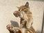 Immagine 1