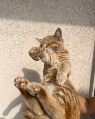 Gattino femmina arancione striato