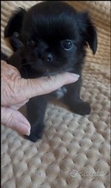 Chihuahua con pedigree