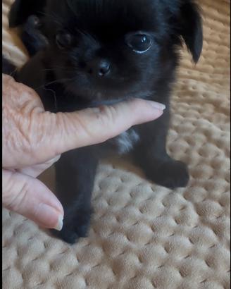 Chihuahua con pedigree