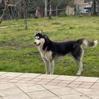Husky da monta