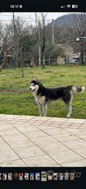 Husky da monta