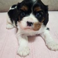 Cuccioli di cavalier king Charles spaniel