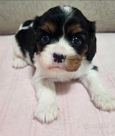 Cuccioli di cavalier king Charles spaniel