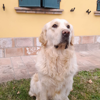 Golden retriever con pedegree