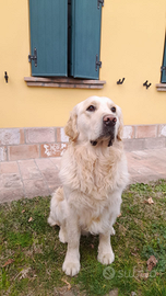 Golden retriever con pedegree