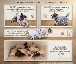 Cuccioli di jack russel
