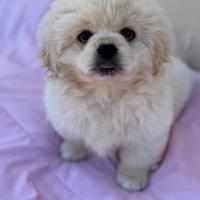 Cuccioli pechinese