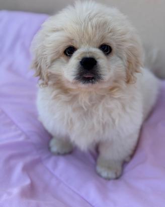 Cuccioli pechinese