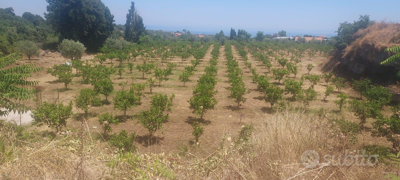 Terreno agricolo - Vista 5