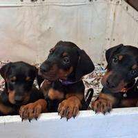Dobermann cuccioli