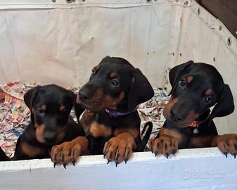 Dobermann cuccioli