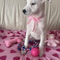 Cucciolo e cucciola taglia media disponibili