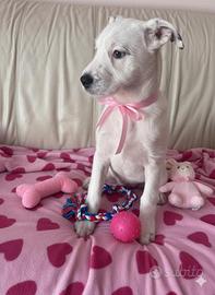 Cucciolo e cucciola taglia media disponibili