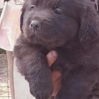 Labrador retriever neri e flat coated reitreiver